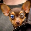 acid_picdump_72