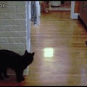 sneaky-cat-pounce-fail