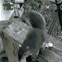 32832