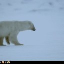 funny-animal-gifs-animal-gifs-you-know-that-feel-when-you-want-to-dive-headfirst-into-the-arctic-ocean