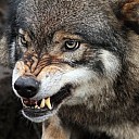 canis-lupus