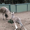 emu