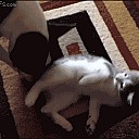 tumblr_m6z2uoJMtx1qcanpw