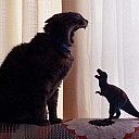 funny-cat-t-rex-scared-29