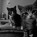 tumblr_m75afqsM541qfnptvo1_500
