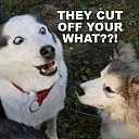 050533036-Funny_Pictures_106116