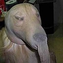 dogz138AuZ
