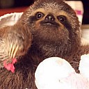 sloth23n-3-web