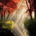 sun-rays-in-park