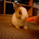 bunny-carrot