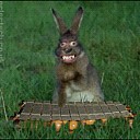 crazy-bunny-eyes
